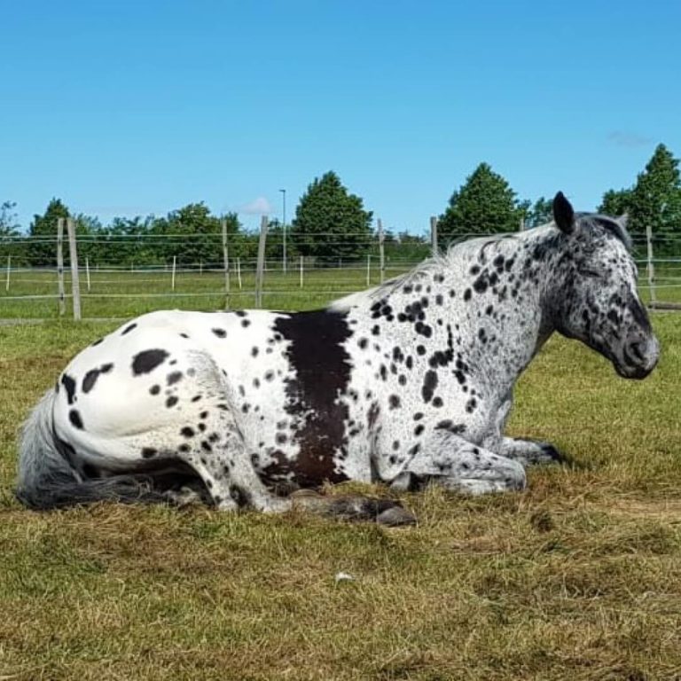 Balu, Appi-Quarter Horse Wallach