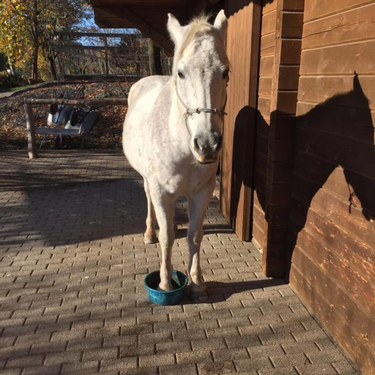 Chilli, Paint Wallach