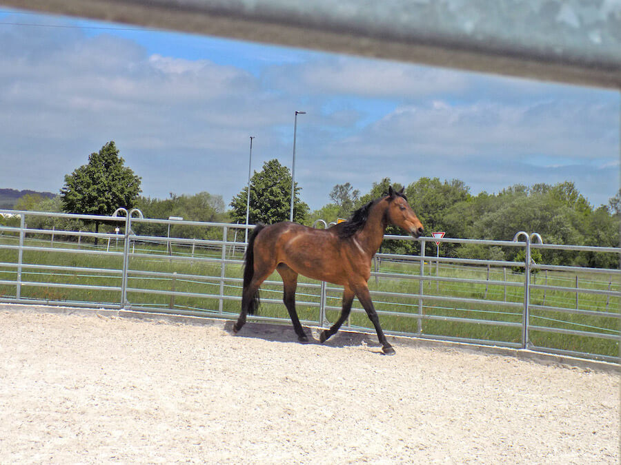 Pferdeausbildung bei Rolli auf Trab