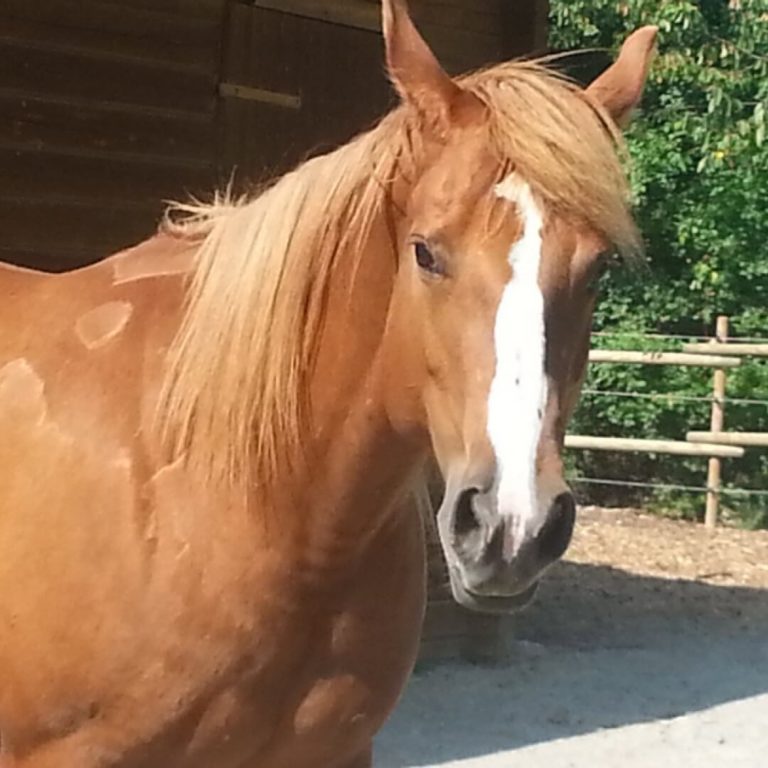 Emmy Lou, Quarter Horse Stute