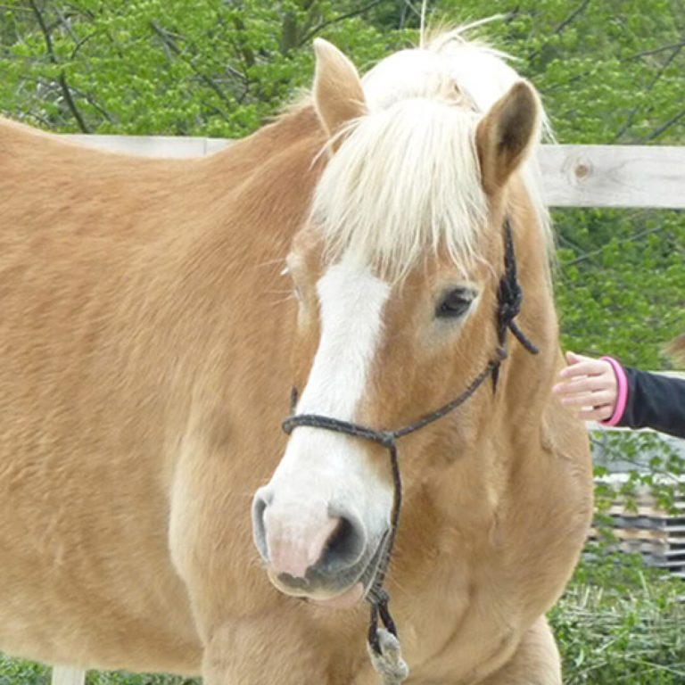 Hans, Haflinger Wallach