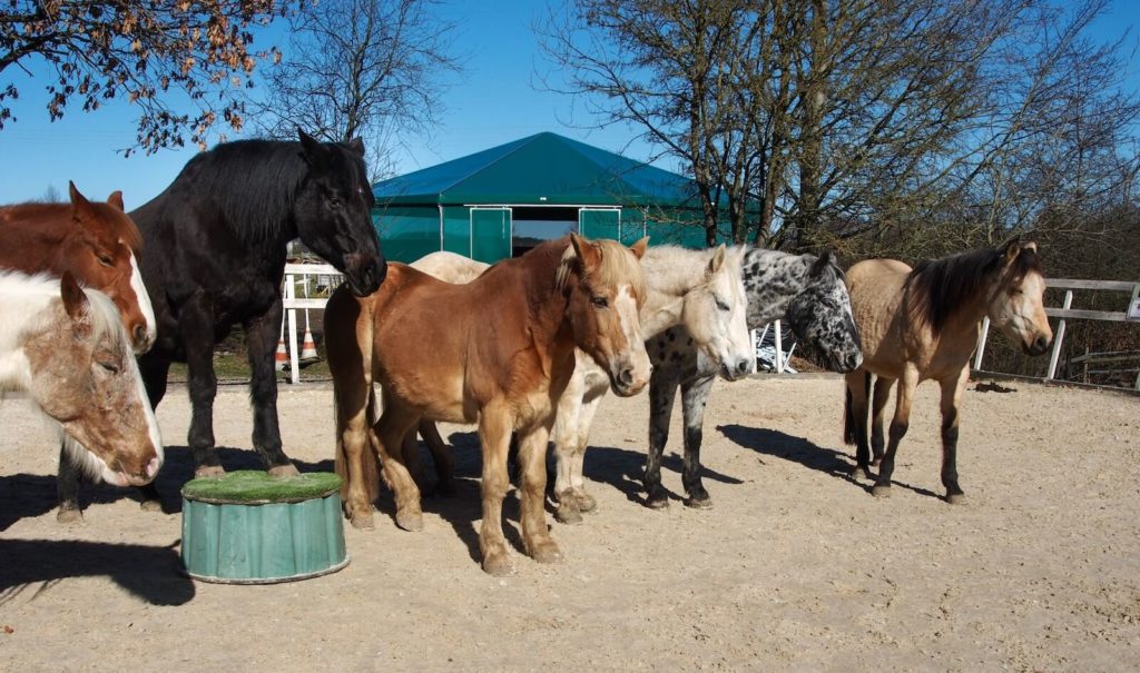 Pferdeherde bei Rolli auf Trab