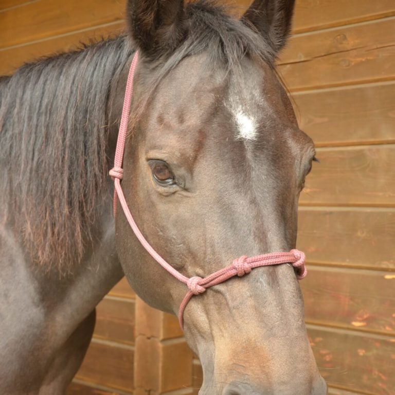 Lucky, Quarter Horse Wallach