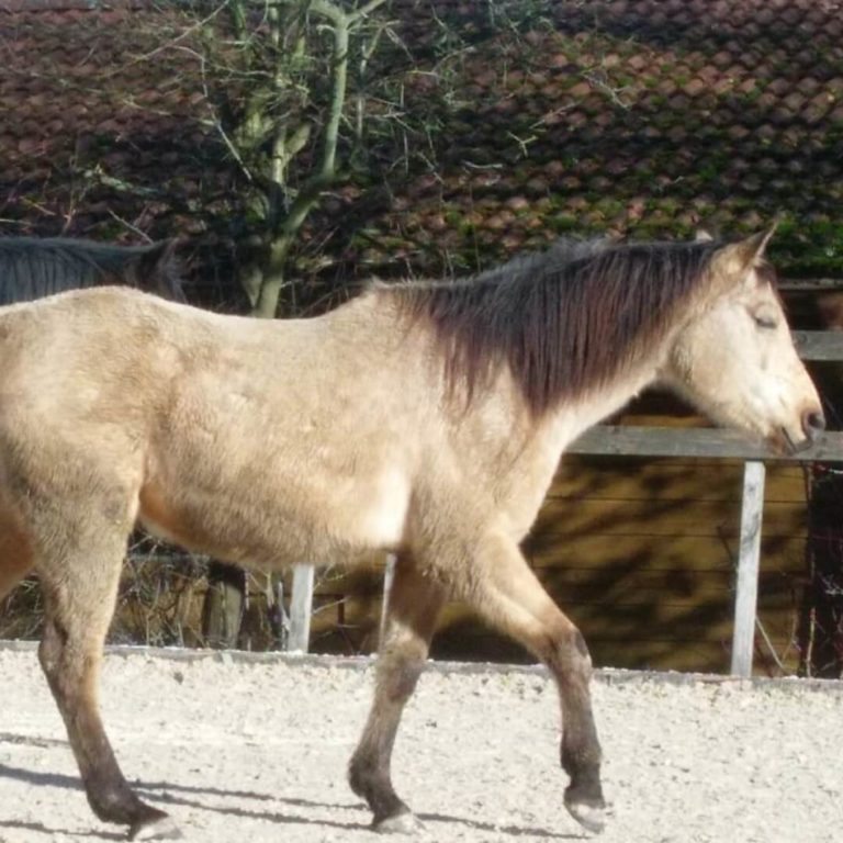 Summer, Araber Quarter Horse Wallach