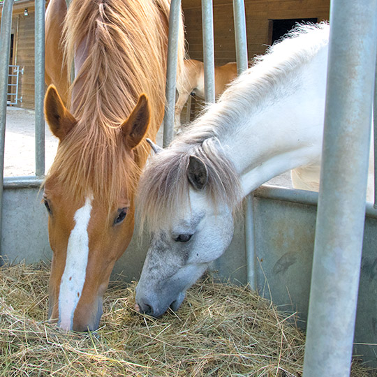 Aktivstall bei Rolli auf Trab